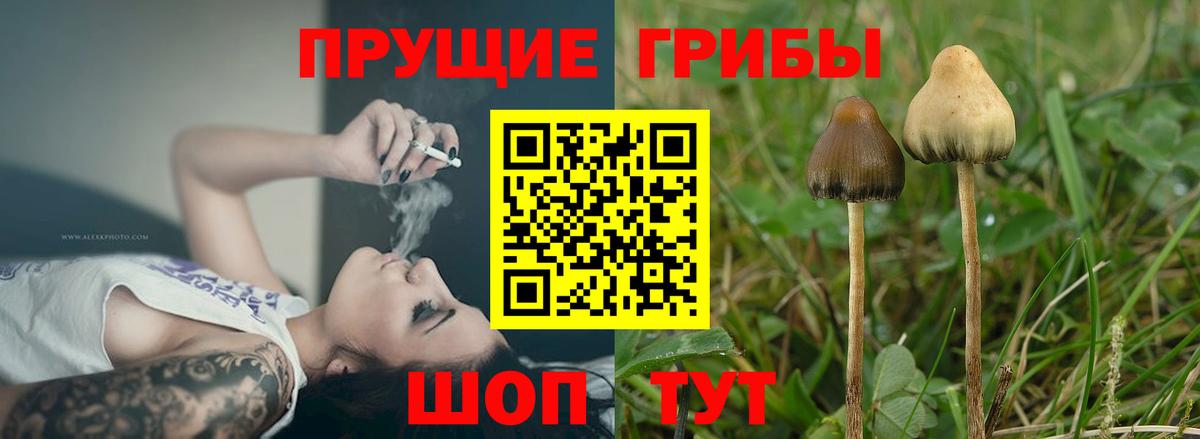 Псилоцибиновые грибы Psilocybe Белово